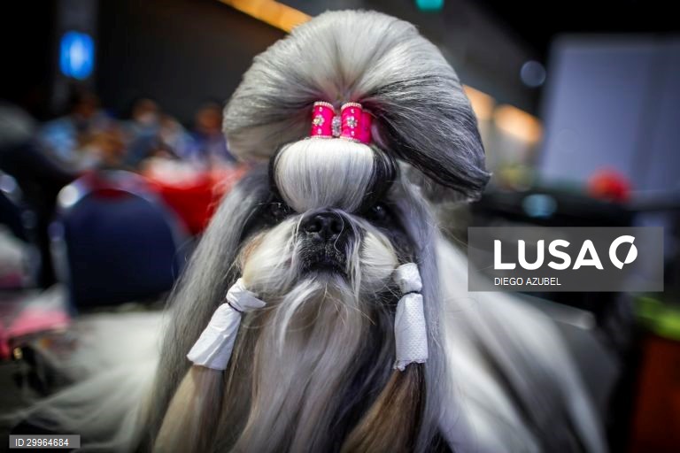 Exposição Canina Internacional da Tailândia em Banguecoque