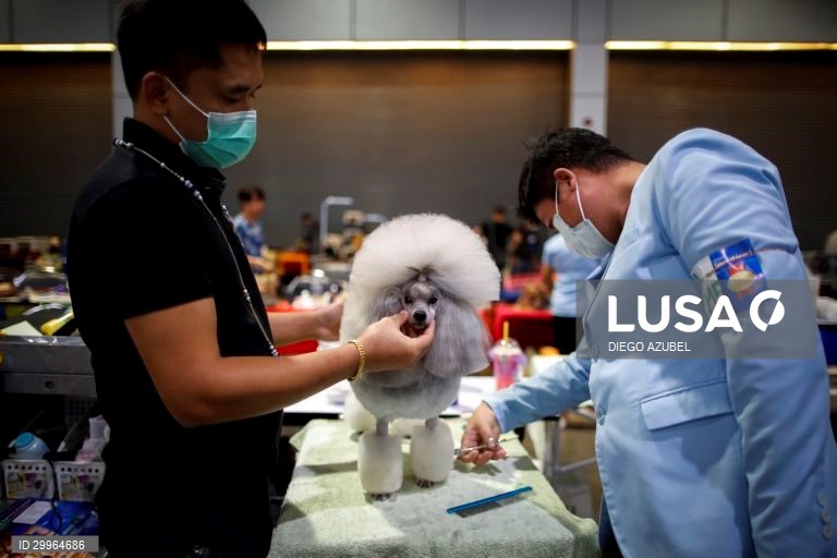 Exposição Canina Internacional da Tailândia em Banguecoque
