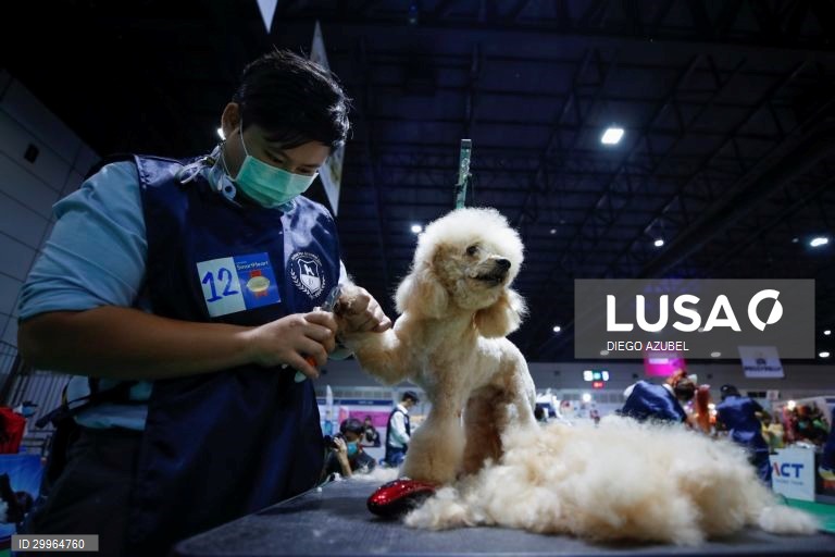 Exposição Canina Internacional da Tailândia em Banguecoque