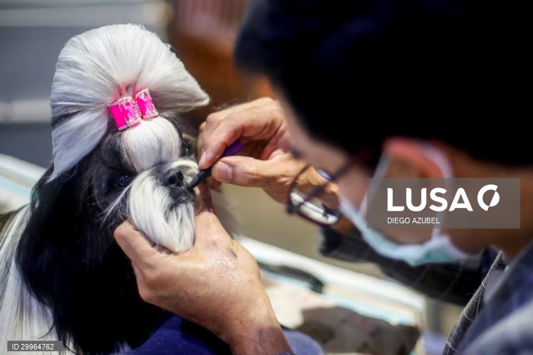 Exposição Canina Internacional da Tailândia em Banguecoque