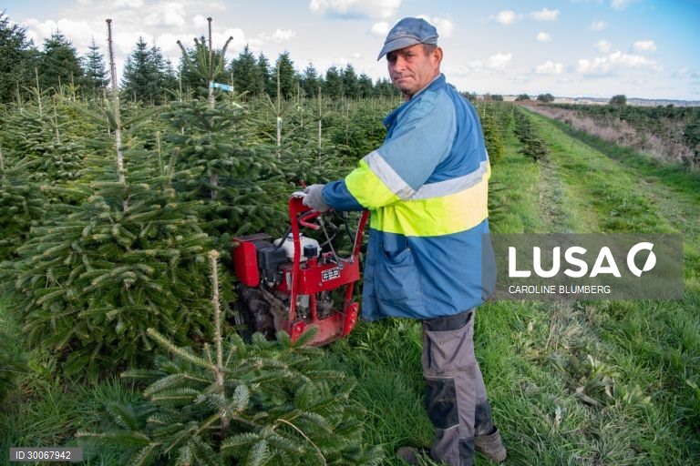 França: Árvores de Natal