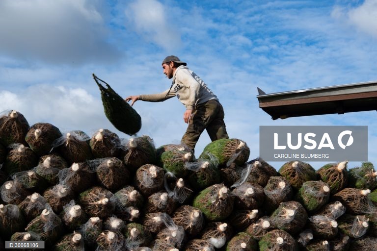 França: Árvores de Natal