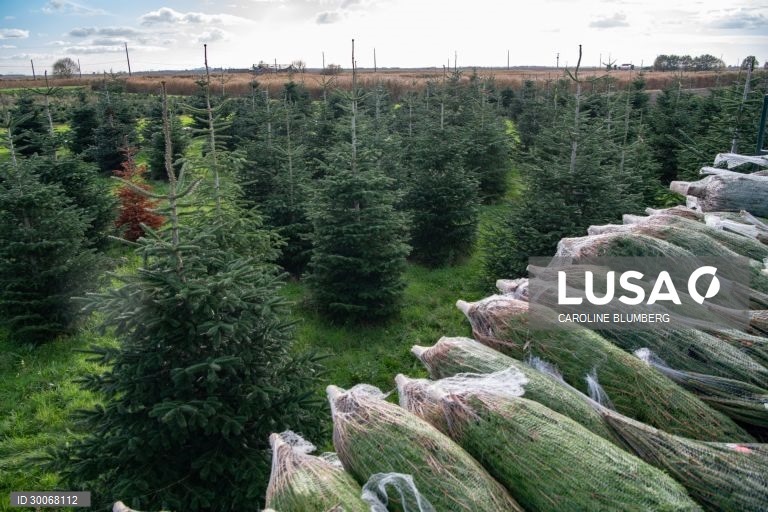 França: Árvores de Natal