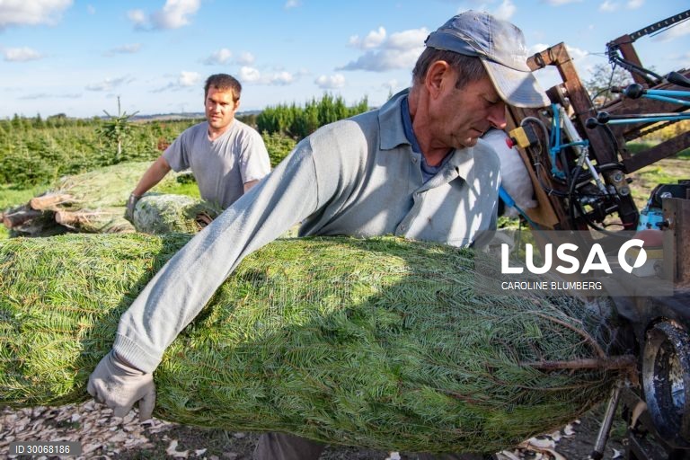França: Árvores de Natal