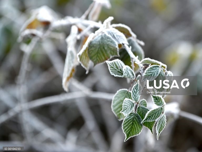 Amanhã de geada no sudeste da Polónia