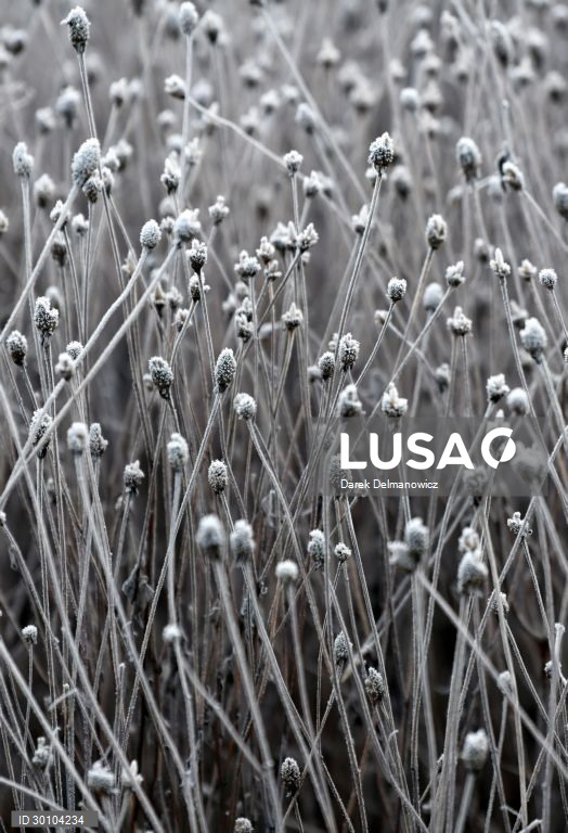 Amanhã de geada no sudeste da Polónia