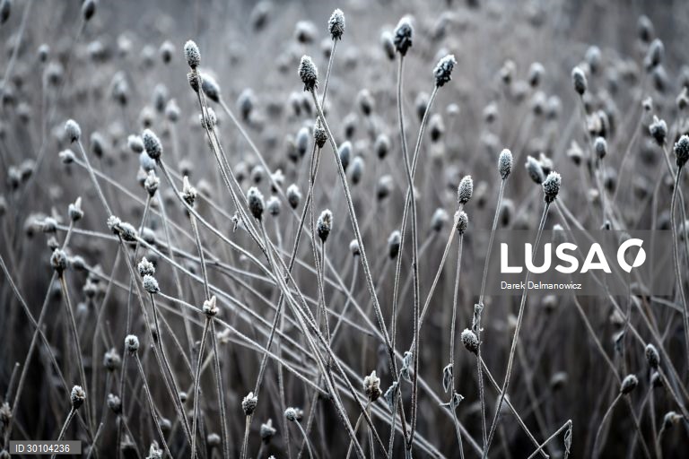 Amanhã de geada no sudeste da Polónia