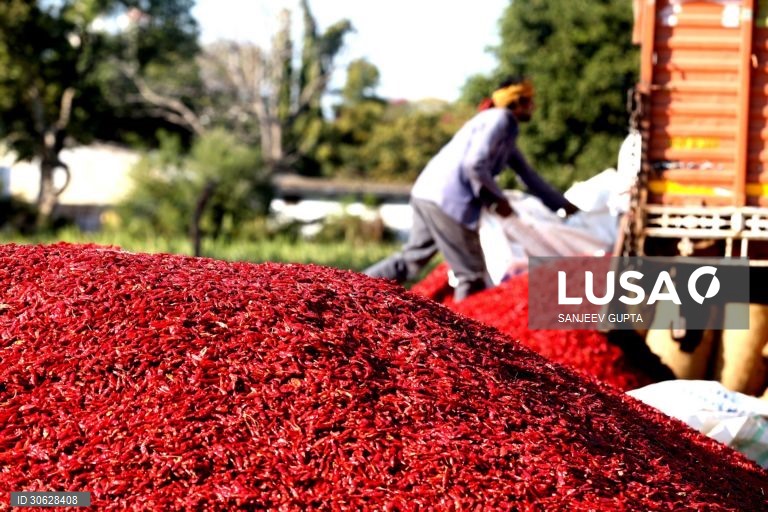 Colheita da malagueta vermelha em Indore, Índia