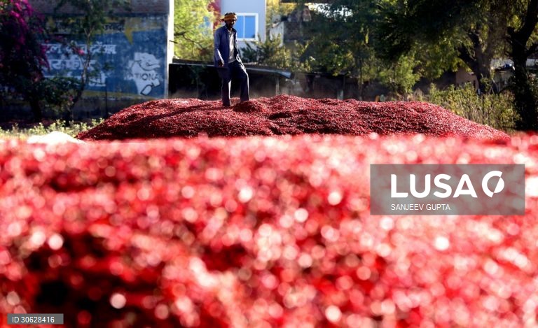 Colheita da malagueta vermelha em Indore, Índia