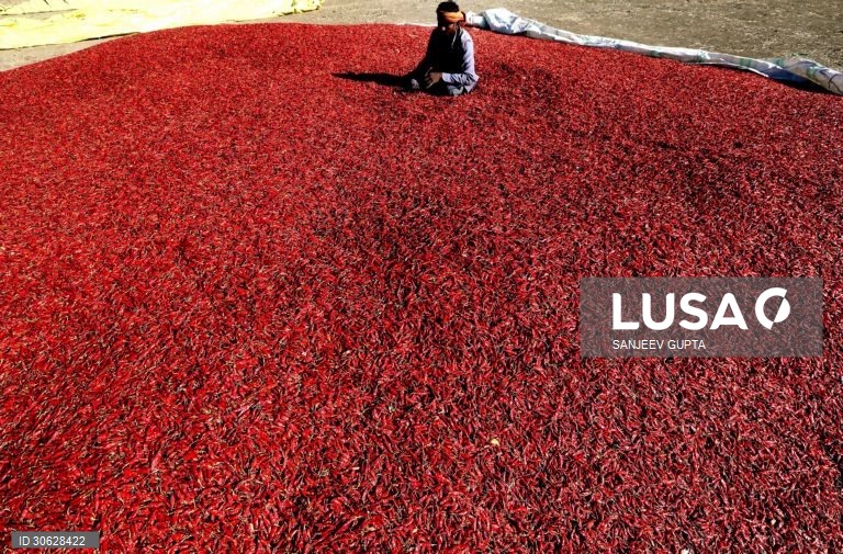 Colheita da malagueta vermelha em Indore, Índia