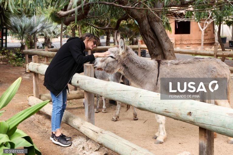 Paola Mariani faz festas a um burro no Pachamama EcoPark, o local mais verde e com mais vida na mais árida ilha cabo-verdiana, em Santa Maria, ilha do Sal, Cabo Verde, 13 de janeiro de 2021. Na entrada da localidade turística de Santa Maria, por onde passa o turismo de Cabo Verde, sobretudo de sol e praia, o “viveiro” começou a nascer pela mão da família Mariani há 14 anos, com o único propósito de produzir a relva perfeita para o primeiro campo de golfe relvado do arquipélago. (ACOMPANHA TEXTO...
