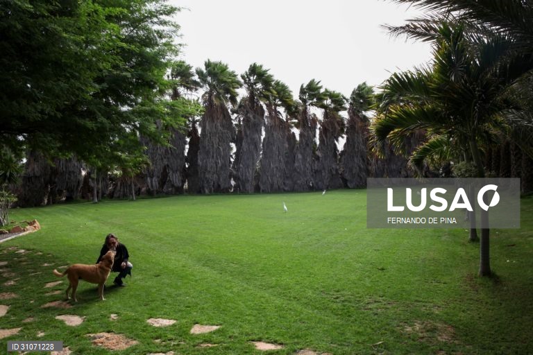 Paola Mariani brinca com um cão no Pachamama EcoPark, o local mais verde e com mais vida na mais árida ilha cabo-verdiana, em Santa Maria, ilha do Sal, Cabo Verde, 13 de janeiro de 2021. Na entrada da localidade turística de Santa Maria, por onde passa o turismo de Cabo Verde, sobretudo de sol e praia, o “viveiro” começou a nascer pela mão da família Mariani há 14 anos, com o único propósito de produzir a relva perfeita para o primeiro campo de golfe relvado do arquipélago. (ACOMPANHA TEXTO DA...