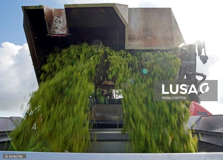 Alemanha: Vindima em Mainz