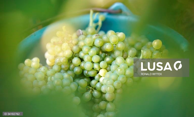 Alemanha: Vindima em Mainz