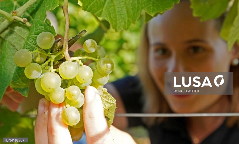 Alemanha: Vindima em Mainz