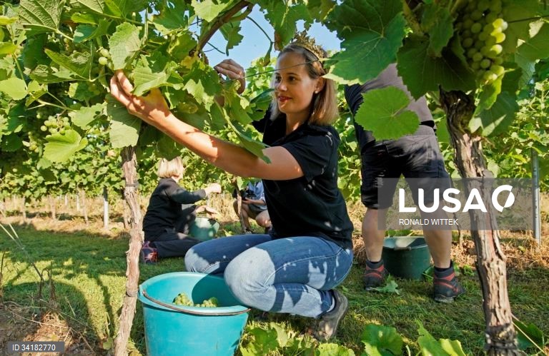 Alemanha: Vindima em Mainz