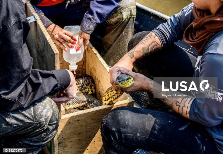 Brasil: Incêndios no Pantanal