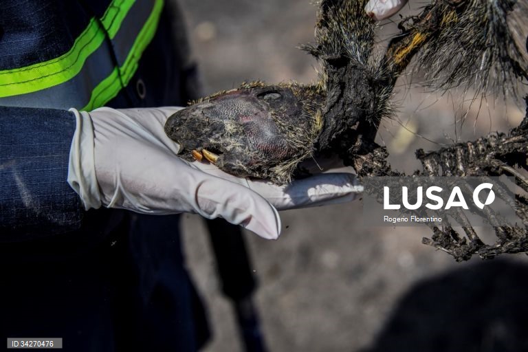 Brasil: Incêndios no Pantanal