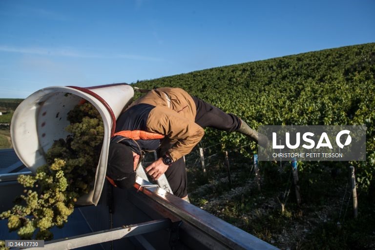 Vindimas após queda de geada em Chablis 