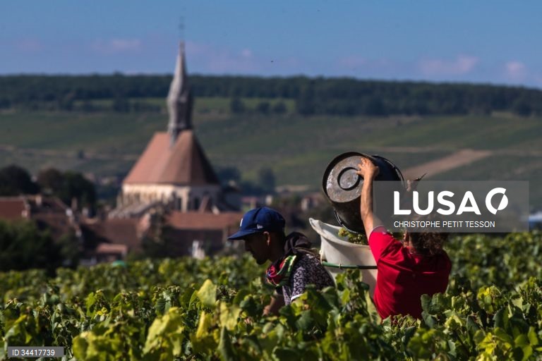 Vindimas após queda de geada em Chablis 