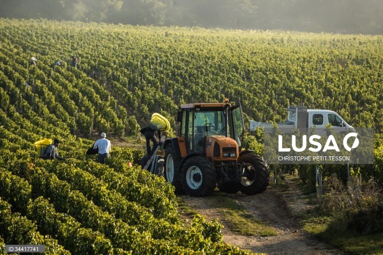 Vindimas após queda de geada em Chablis 