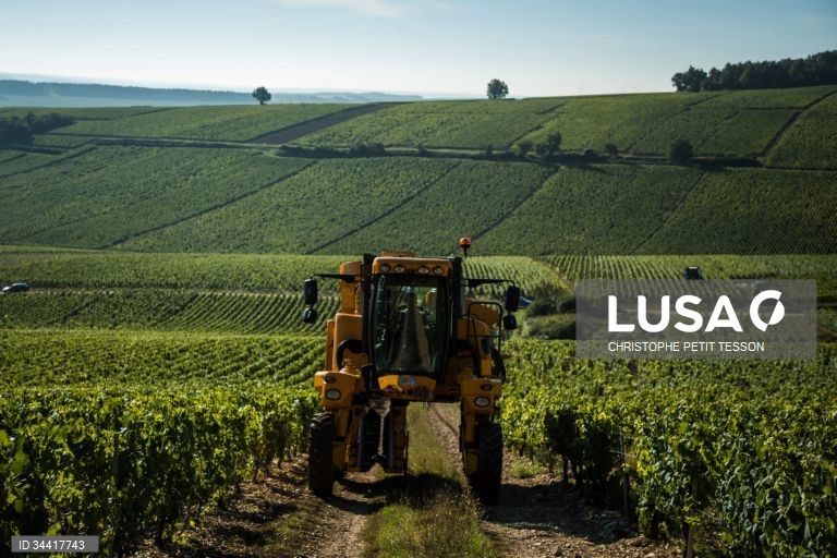 Vindimas após queda de geada em Chablis 