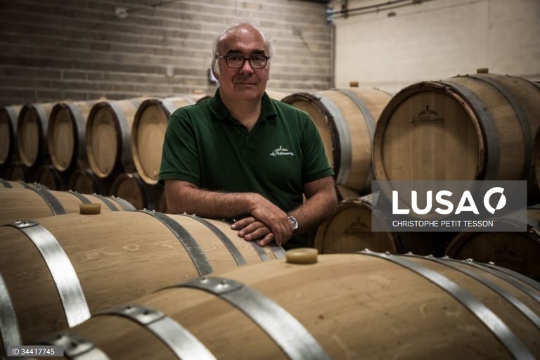 Vindimas após queda de geada em Chablis 