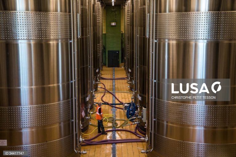 Vindimas após queda de geada em Chablis 