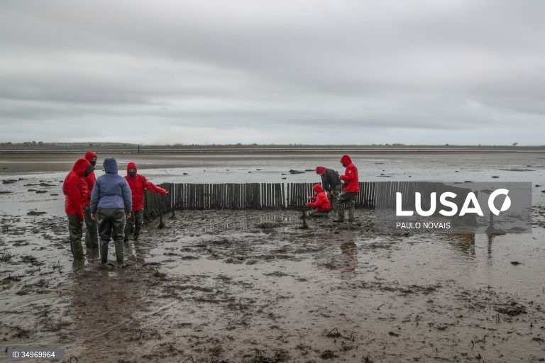 Cientistas e alunos de mestrado e doutoramento na área da ecologia recolhem amostras durante um campo de trabalho ao ar livre, no âmbito de um projeto científico de proteção e conservação dos sapais do estuário do Mondego, na Figueira da Foz, 7 de dezembro de 2021. (ACOMPANHA TEXTO DE 12-12-2021) PAULO NOVAIS/LUSA