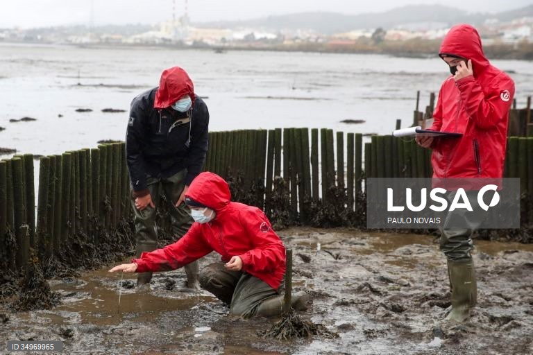 Cientistas e alunos de mestrado e doutoramento na área da ecologia recolhem amostras durante um campo de trabalho ao ar livre, no âmbito de um projeto científico de proteção e conservação dos sapais do estuário do Mondego, na Figueira da Foz, 7 de dezembro de 2021. (ACOMPANHA TEXTO DE 12-12-2021) PAULO NOVAIS/LUSA