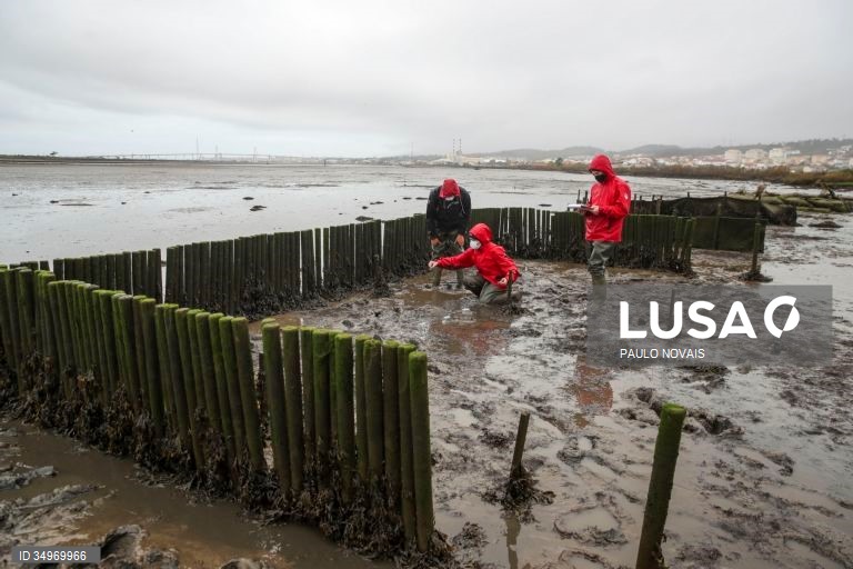 Cientistas e alunos de mestrado e doutoramento na área da ecologia recolhem amostras durante um campo de trabalho ao ar livre, no âmbito de um projeto científico de proteção e conservação dos sapais do estuário do Mondego, na Figueira da Foz, 7 de dezembro de 2021. (ACOMPANHA TEXTO DE 12-12-2021) PAULO NOVAIS/LUSA