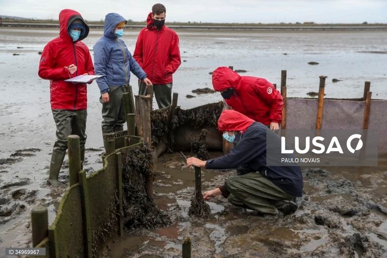 Cientistas e alunos de mestrado e doutoramento na área da ecologia recolhem amostras durante um campo de trabalho ao ar livre, no âmbito de um projeto científico de proteção e conservação dos sapais do estuário do Mondego, na Figueira da Foz, 7 de dezembro de 2021. (ACOMPANHA TEXTO DE 12-12-2021) PAULO NOVAIS/LUSA