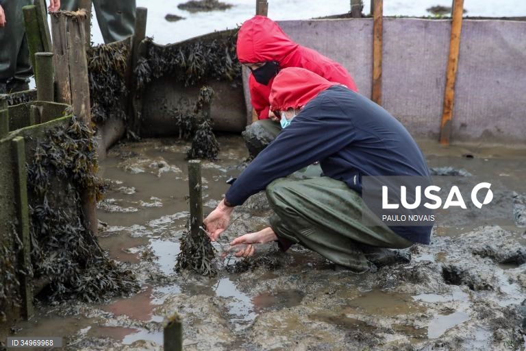 Cientistas e alunos de mestrado e doutoramento na área da ecologia recolhem amostras durante um campo de trabalho ao ar livre, no âmbito de um projeto científico de proteção e conservação dos sapais do estuário do Mondego, na Figueira da Foz, 7 de dezembro de 2021. (ACOMPANHA TEXTO DE 12-12-2021) PAULO NOVAIS/LUSA