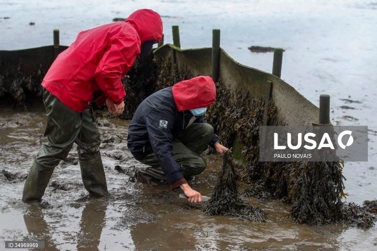Cientistas e alunos de mestrado e doutoramento na área da ecologia recolhem amostras durante um campo de trabalho ao ar livre, no âmbito de um projeto científico de proteção e conservação dos sapais do estuário do Mondego, na Figueira da Foz, 7 de dezembro de 2021. (ACOMPANHA TEXTO DE 12-12-2021) PAULO NOVAIS/LUSA