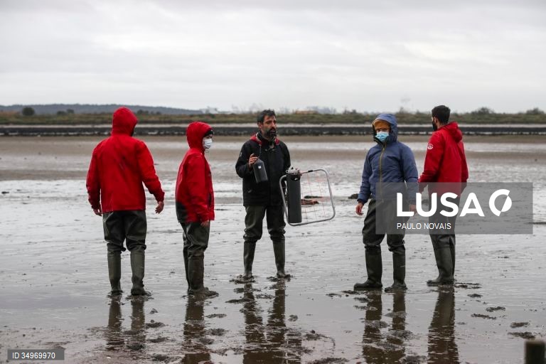 Cientistas e alunos de mestrado e doutoramento na área da ecologia recolhem amostras durante um campo de trabalho ao ar livre, no âmbito de um projeto científico de proteção e conservação dos sapais do estuário do Mondego, na Figueira da Foz, 7 de dezembro de 2021. (ACOMPANHA TEXTO DE 12-12-2021) PAULO NOVAIS/LUSA
