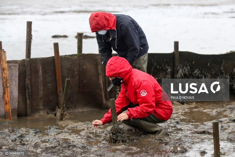 Cientistas e alunos de mestrado e doutoramento na área da ecologia recolhem amostras durante um campo de trabalho ao ar livre, no âmbito de um projeto científico de proteção e conservação dos sapais do estuário do Mondego, na Figueira da Foz, 7 de dezembro de 2021. (ACOMPANHA TEXTO DE 12-12-2021) PAULO NOVAIS/LUSA
