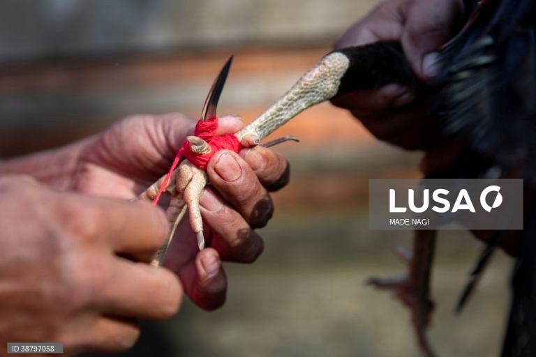 Tradicional luta de galos em Bali, Indonésia