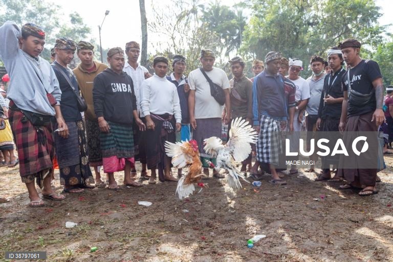 Tradicional luta de galos em Bali, Indonésia