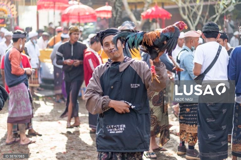 Tradicional luta de galos em Bali, Indonésia