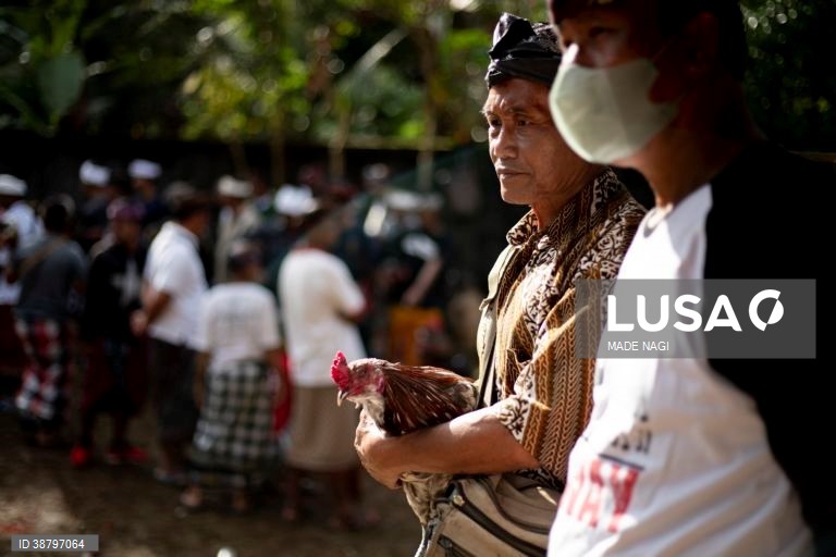 Tradicional luta de galos em Bali, Indonésia