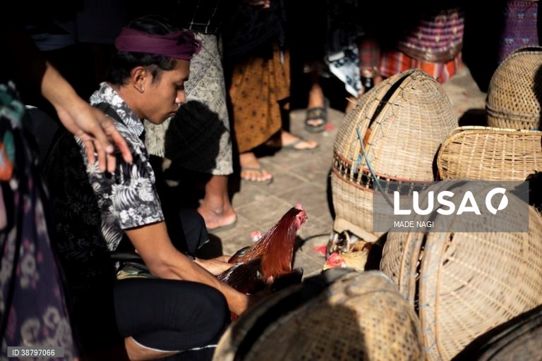 Tradicional luta de galos em Bali, Indonésia
