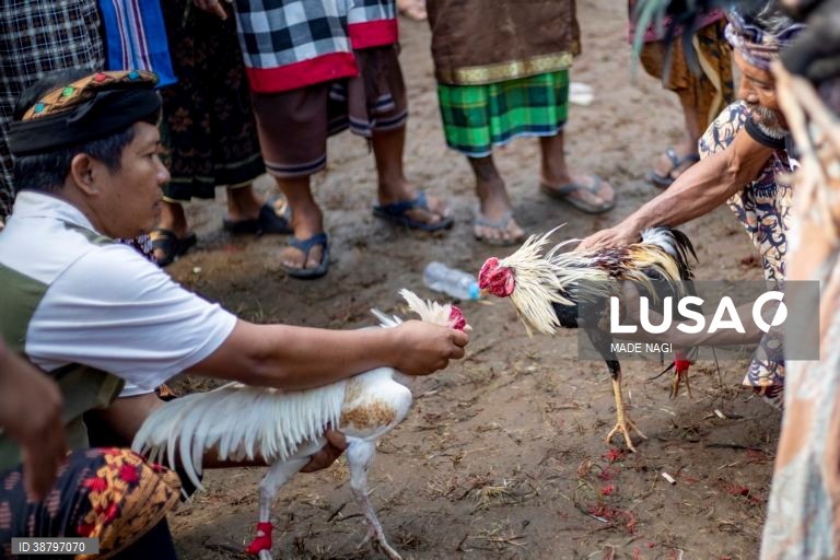 Tradicional luta de galos em Bali, Indonésia
