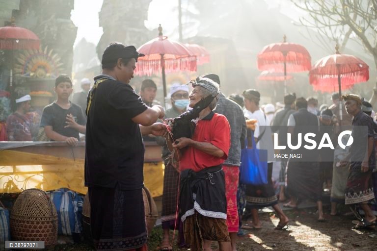 Tradicional luta de galos em Bali, Indonésia