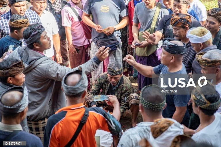 Tradicional luta de galos em Bali, Indonésia
