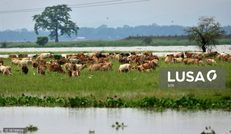 Cheias em Assam, Índia