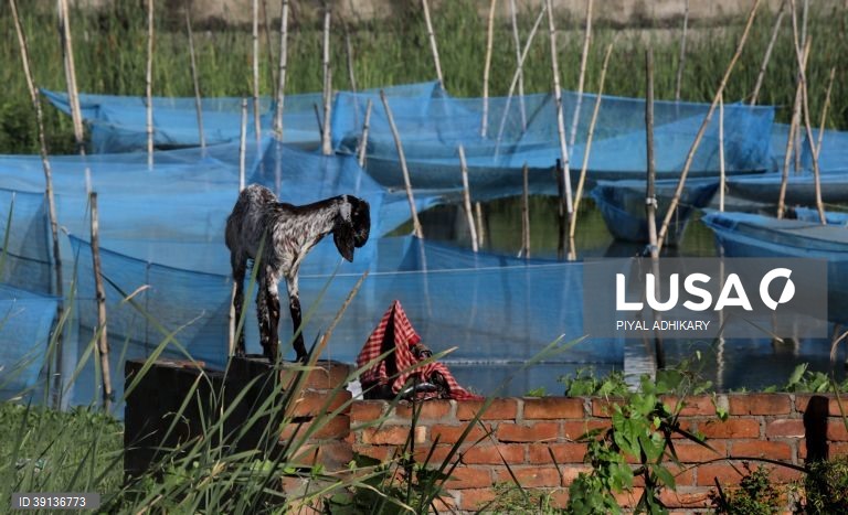 Bengala: Aquicultura enfrenta problemas devido a chuva insuficiente