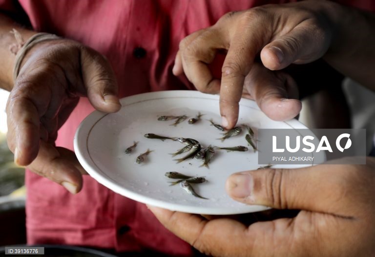 Bengala: Aquicultura enfrenta problemas devido a chuva insuficiente