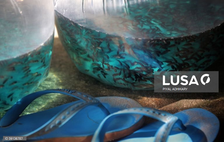 Bengala: Aquicultura enfrenta problemas devido a chuva insuficiente