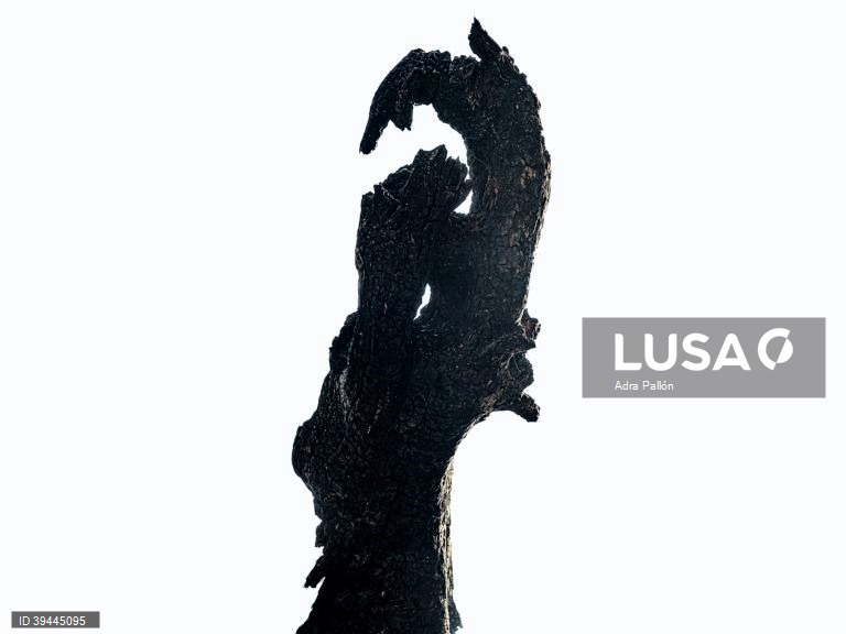 01-10. Adra Pallón é o grande vencedor do prémio de fotojornalismo Estação Imagem 2022, que distingue os melhores trabalhos de fotojornalismo. Trata-se de uma reportagem no norte de Espanha, que aborda o tema dos incêndios florestais, que este ano atingiram na Europa proporções nunca vistas. Coimbra 17 de setembro de 2022. ADRA PALLÓN / ESTAÇÃO IMAGEM / LUSA +++PROIBIDA A COMERCIALIZAÇÃO+++