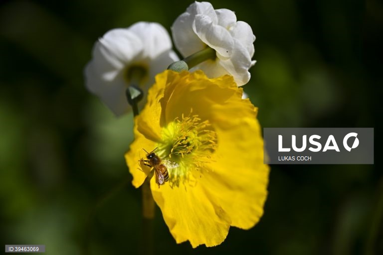 Exposição de flores Floriade 2022 em Camberra, Austrália